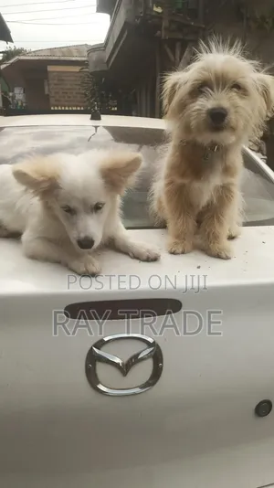 3-6 months Male Mixed Breed Japanese Spitz
