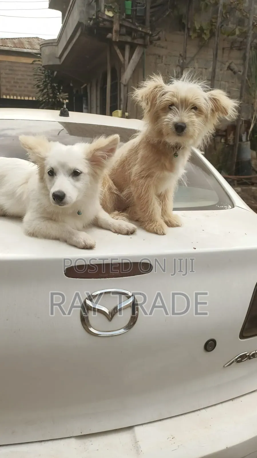 3-6 months Male Mixed Breed Japanese Spitz