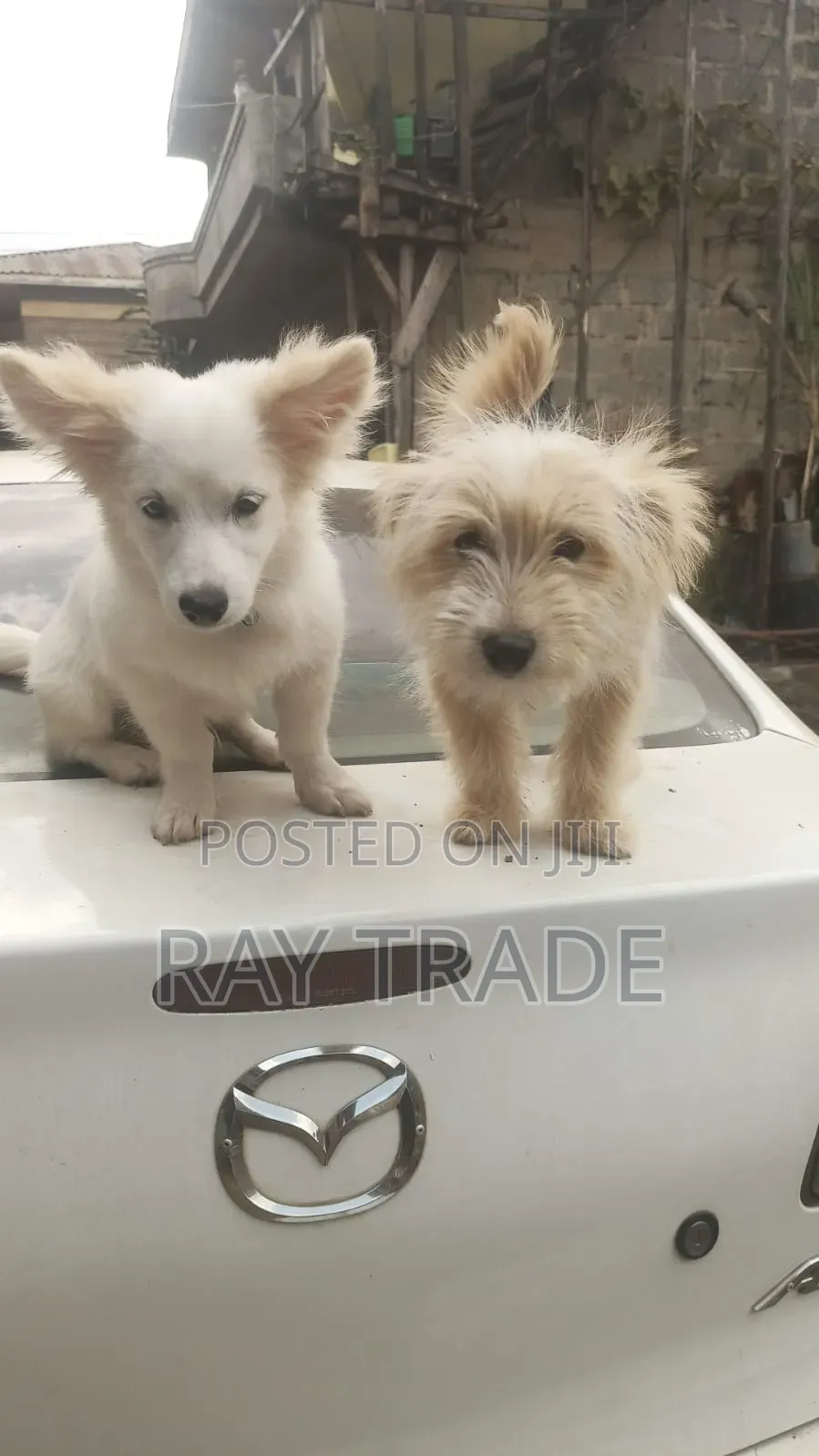 3-6 months Male Mixed Breed Japanese Spitz