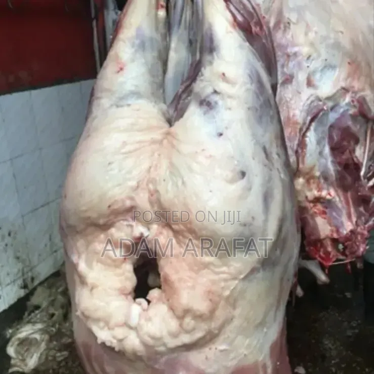 Wonderful Slaughter House