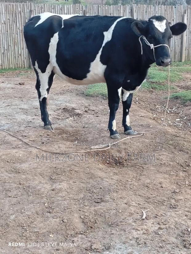 Classic Heifer - main view