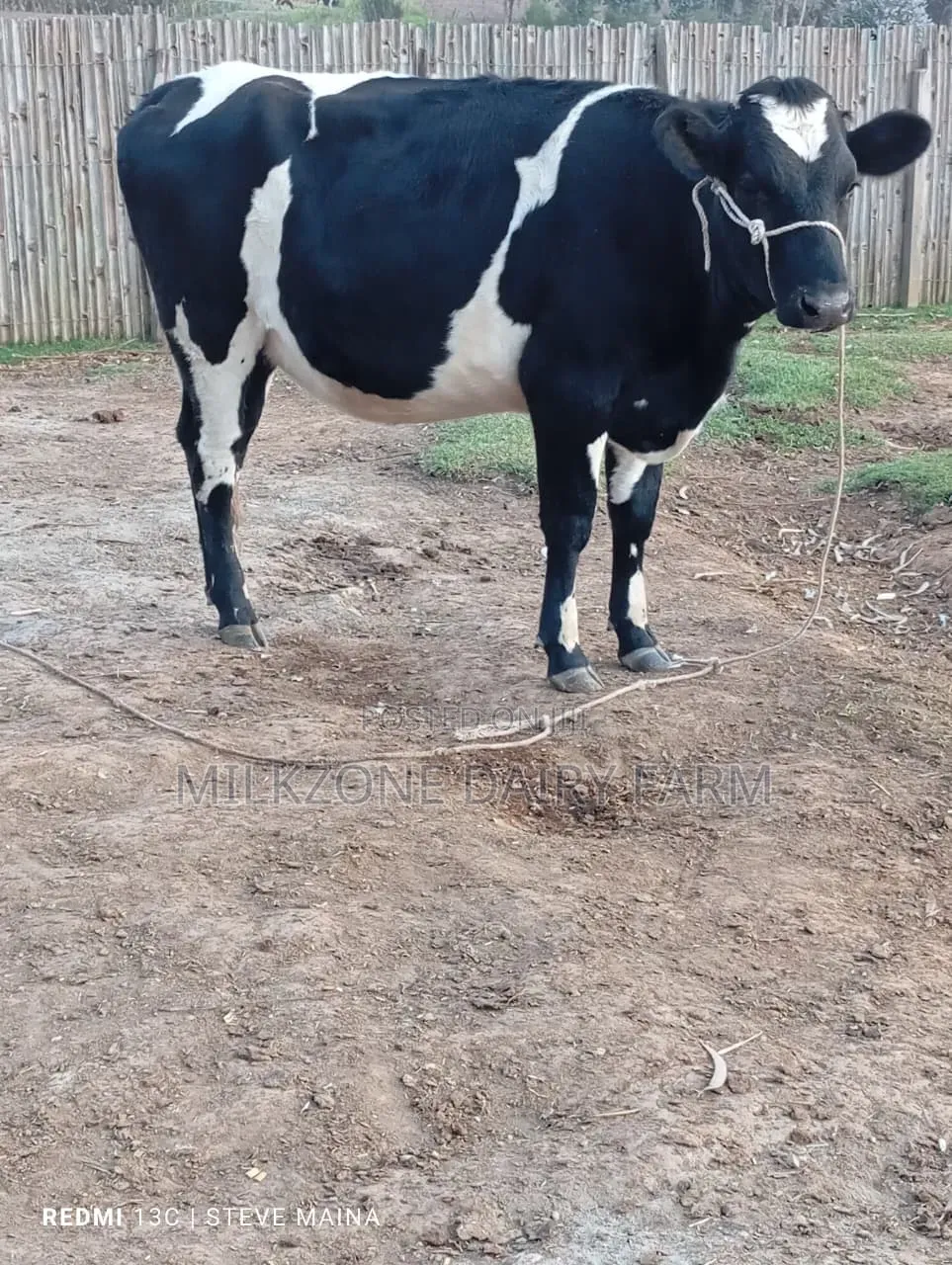 Classic Heifer