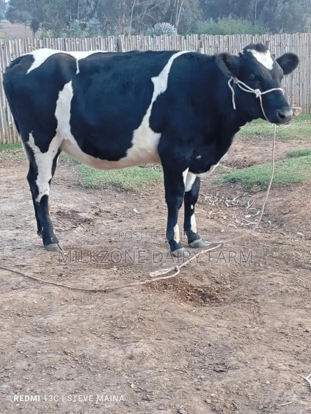 Classic Heifer - thumbnail 2