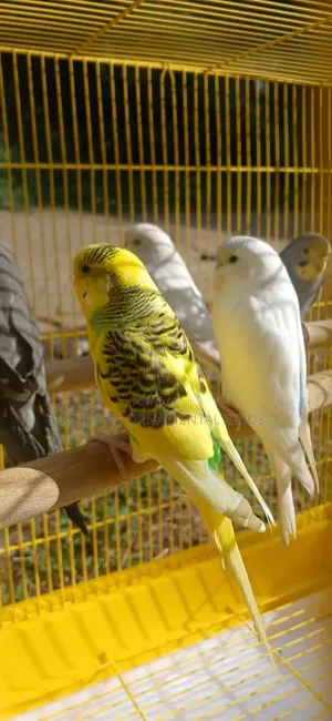 Young Budgies