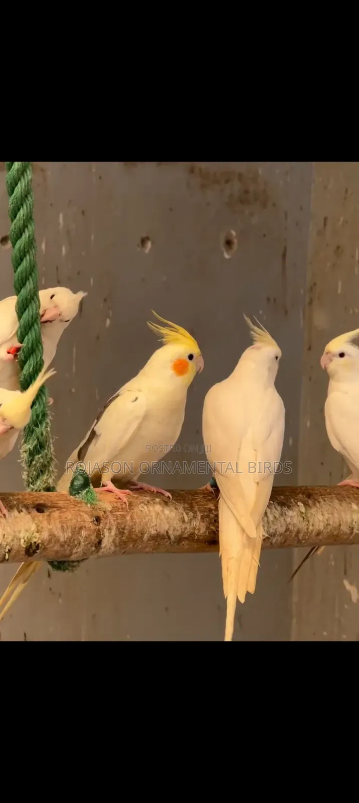 Cockatiels Pets
