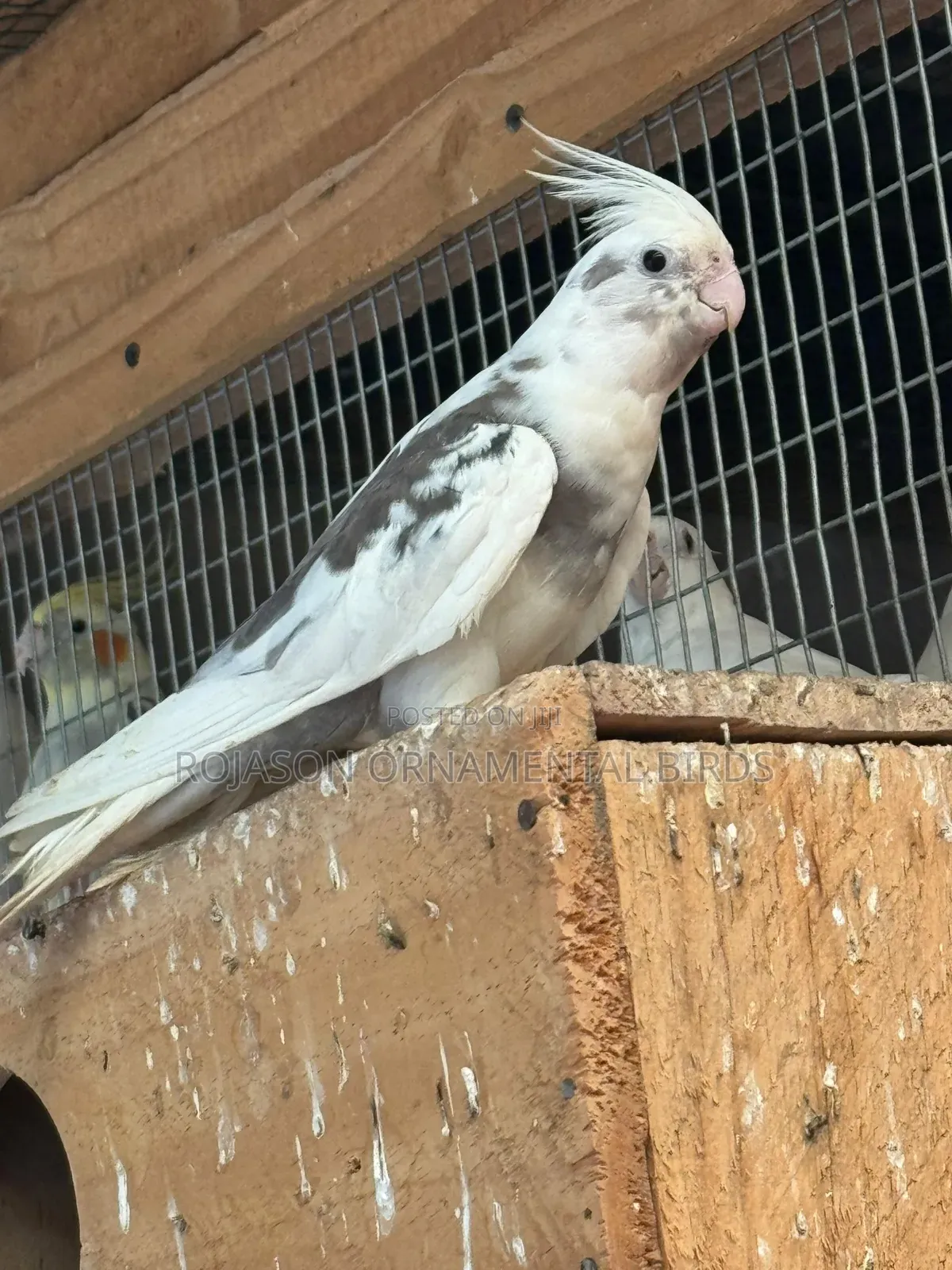 Cockatiels Pets
