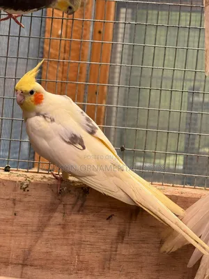 Cockatiels Pets