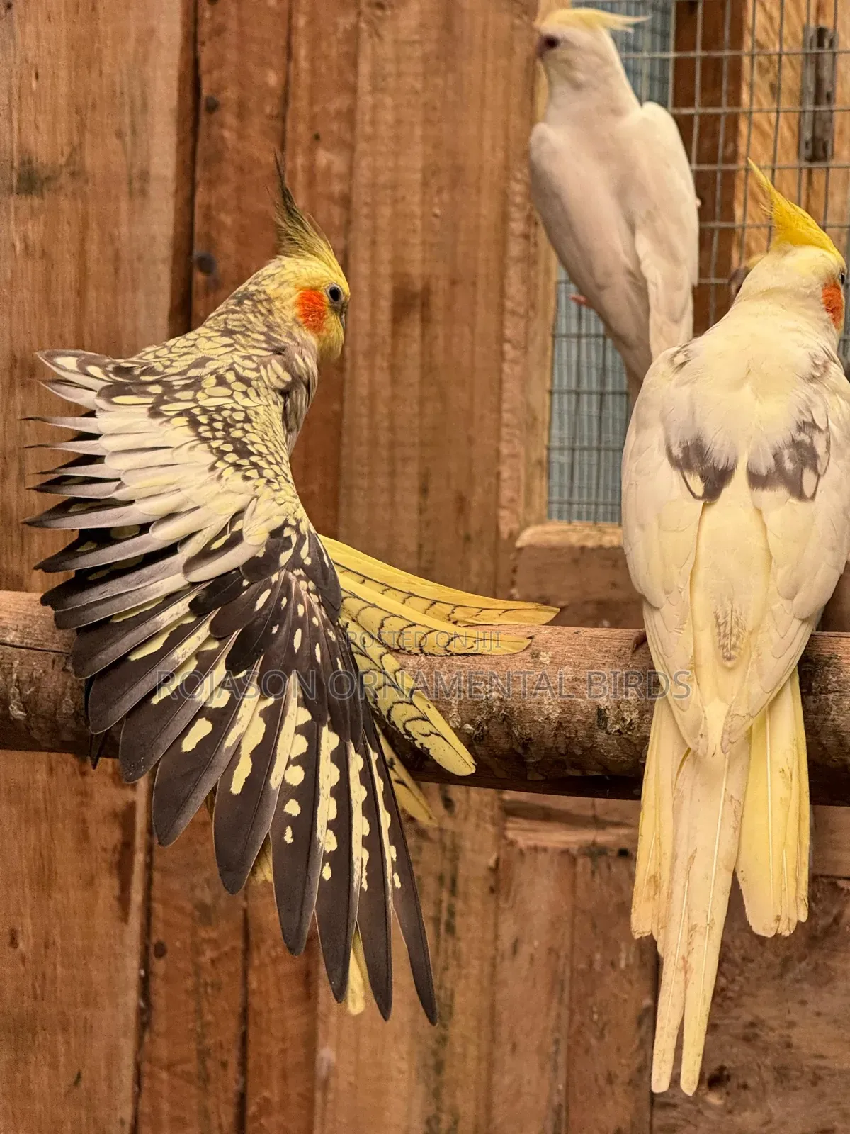 Cockatiels Pets