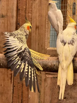 Cockatiels Pets