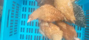 Improved Kienyenji Kenbro F1 Chicks 2 Months