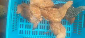 Improved Kienyenji Kenbro F1 Chicks 2 Months
