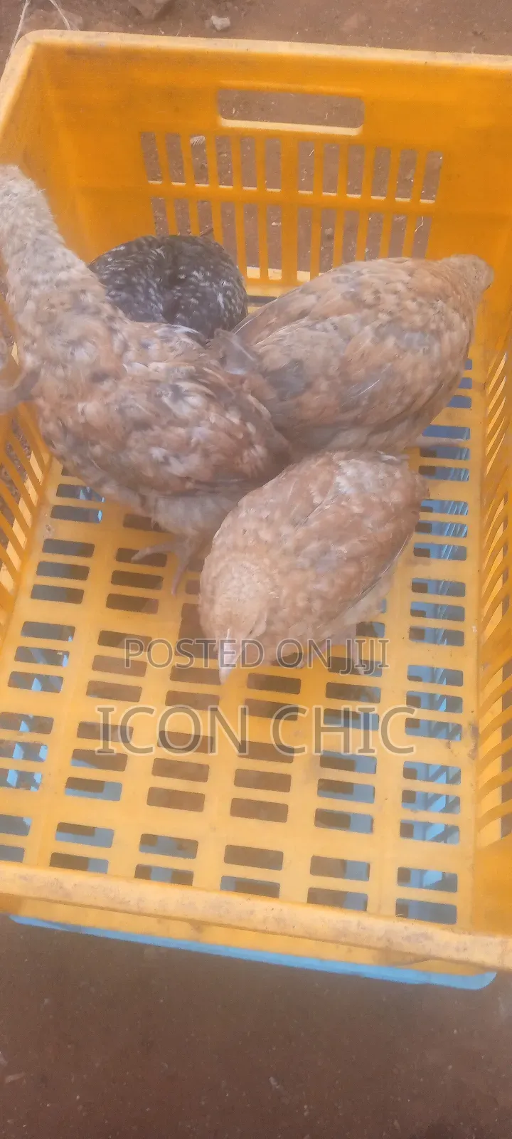 Improved Kienyenji Kenbro F1 Chicks 2 Months