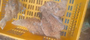 Improved Kienyenji Kenbro F1 Chicks 2 Months