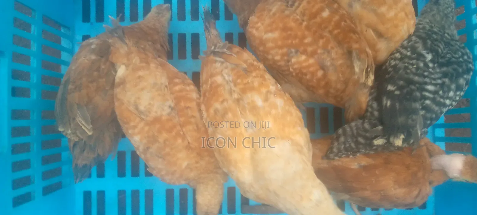 Improved Kienyenji Kenbro F1 Chicks 2 Months