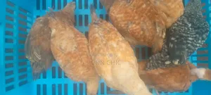 Improved Kienyenji Kenbro F1 Chicks 2 Months
