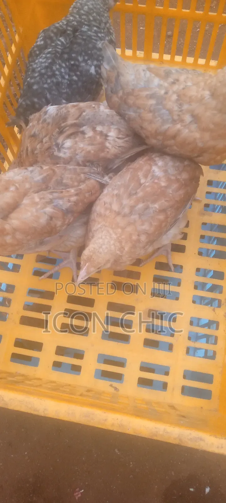 Improved Kienyenji Kenbro F1 Chicks 2 Months