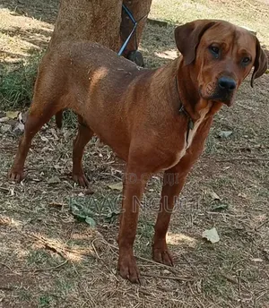 6-12 months Female Purebred Rhodesian Ridgeback