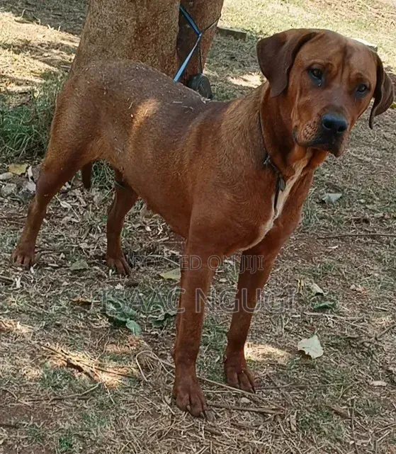 6-12 months Female Purebred Rhodesian Ridgeback