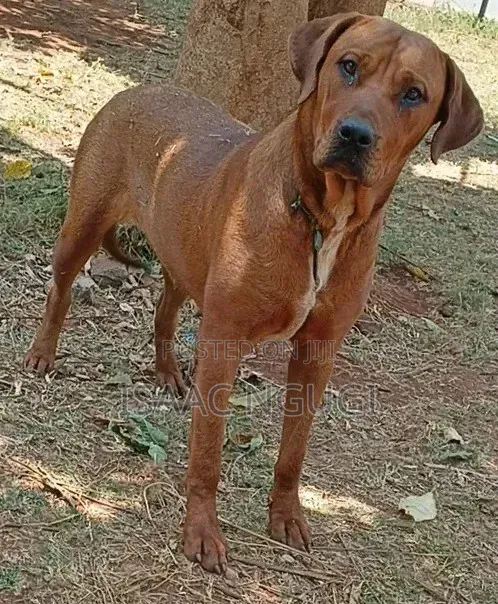 6-12 months Female Purebred Rhodesian Ridgeback