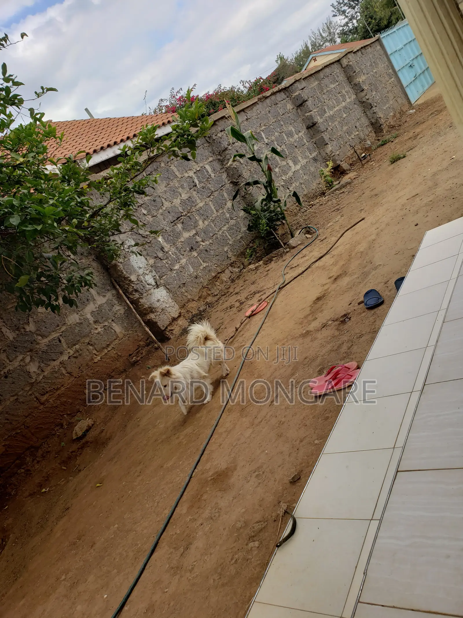 6-12 months Male Purebred Japanese Spitz