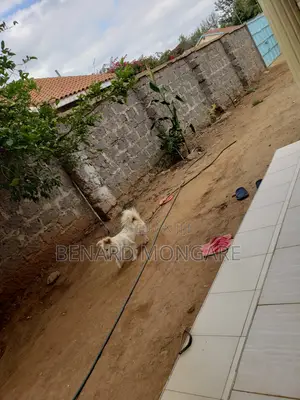 6-12 months Male Purebred Japanese Spitz