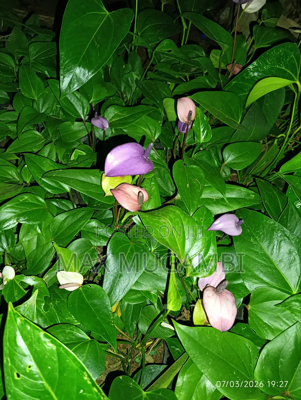 Red and Purple Anthuriums