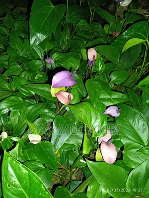 Red and Purple Anthuriums