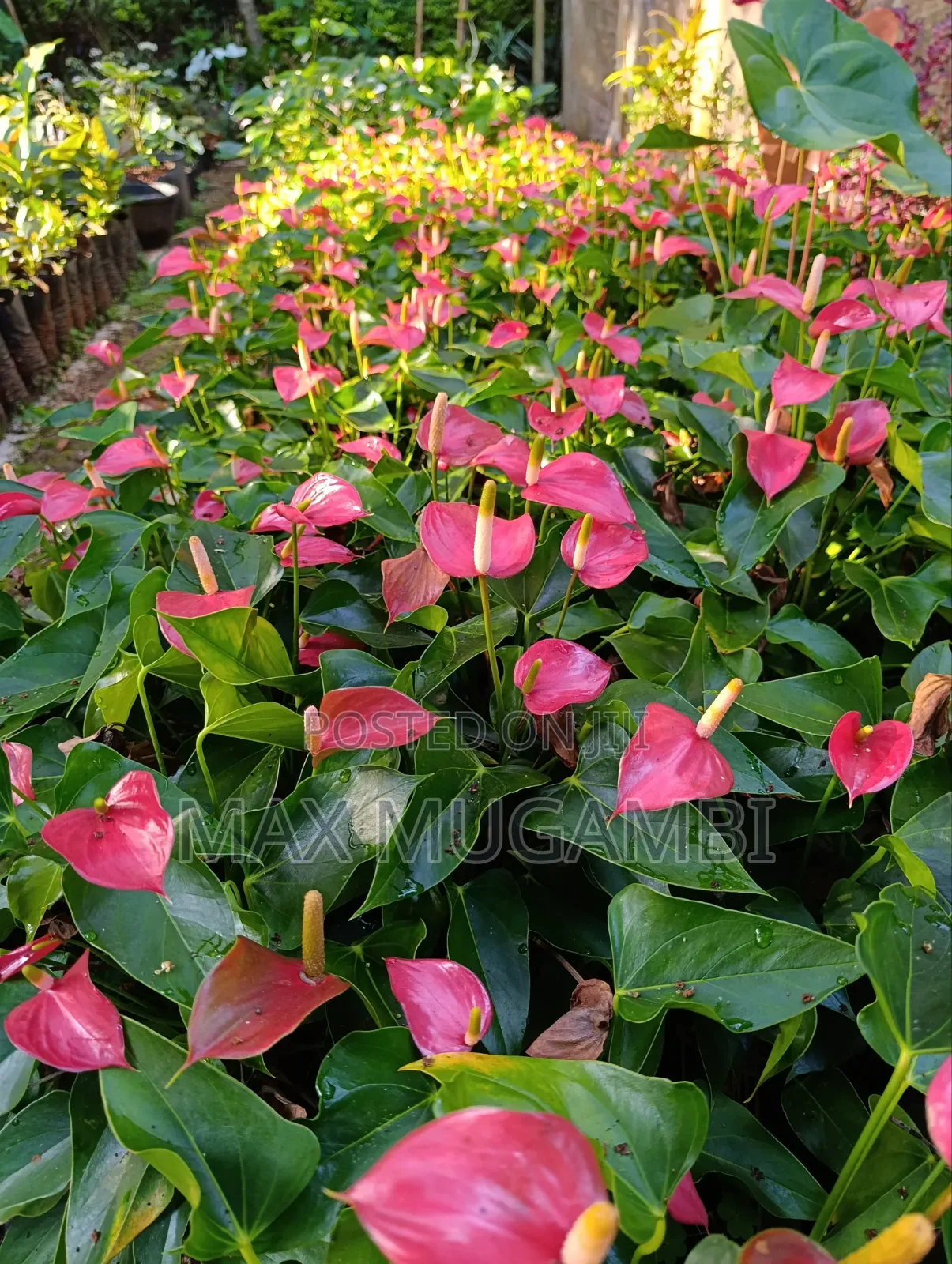 Red and Purple Anthuriums