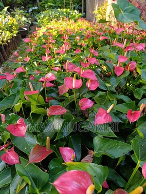Red and Purple Anthuriums