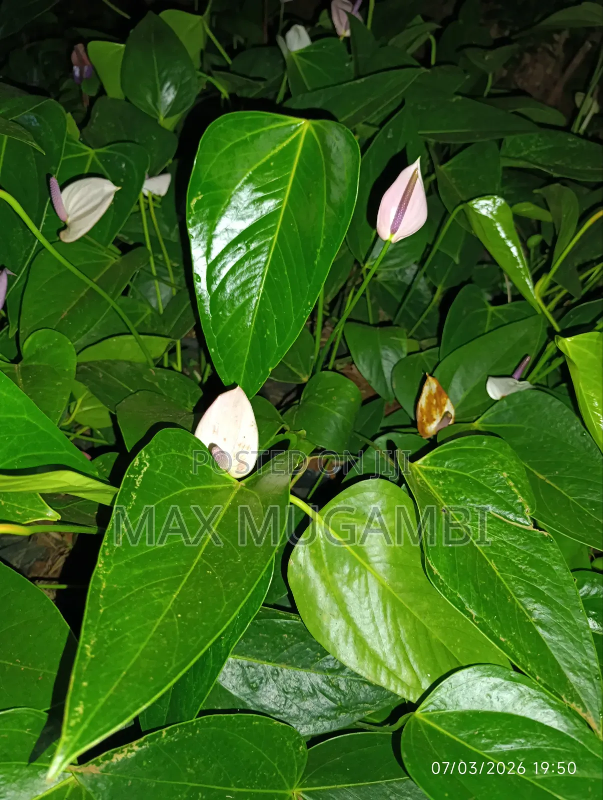 Red and Purple Anthuriums