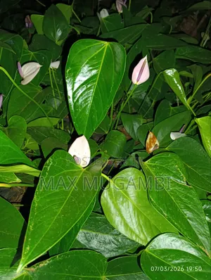Red and Purple Anthuriums
