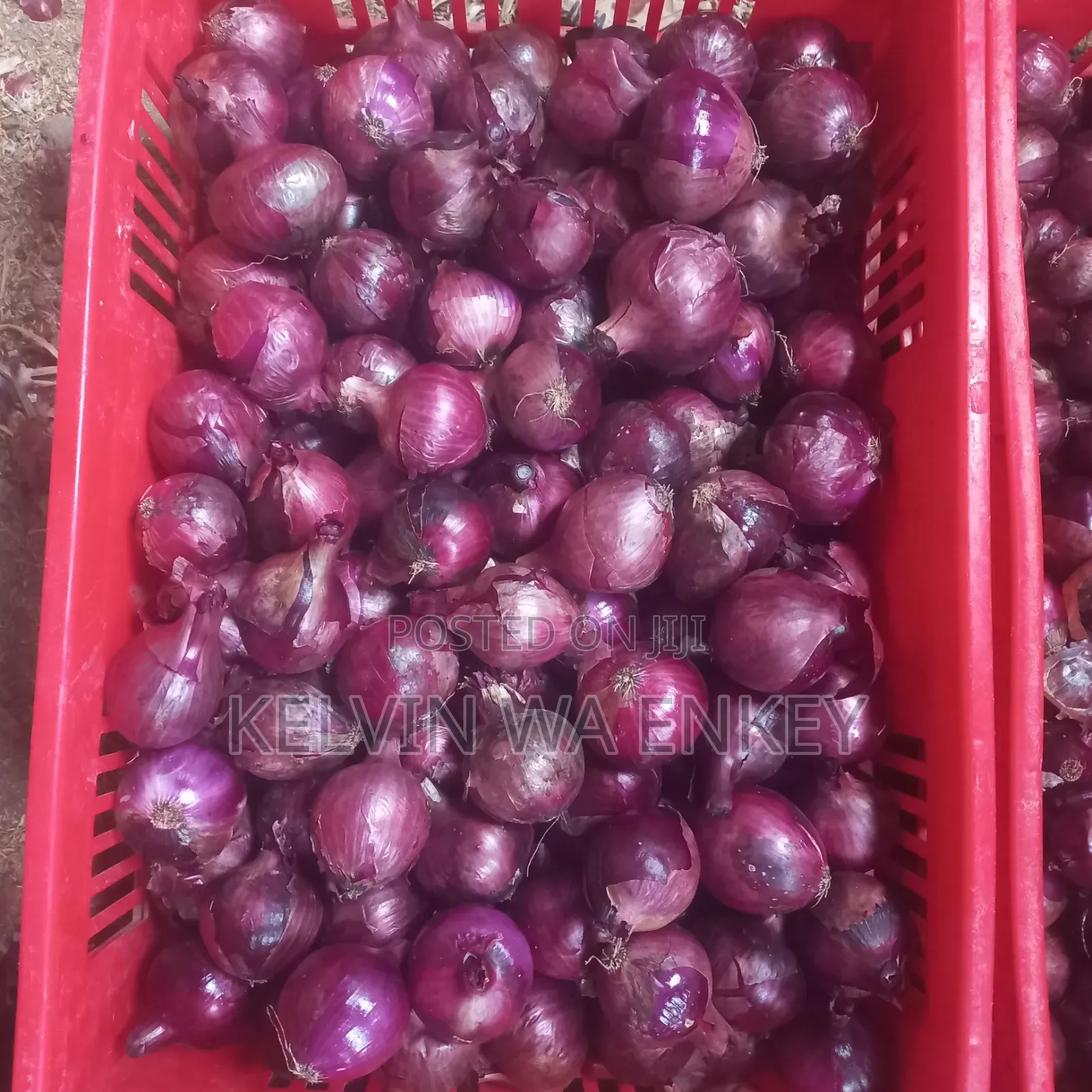 Onions for Sale