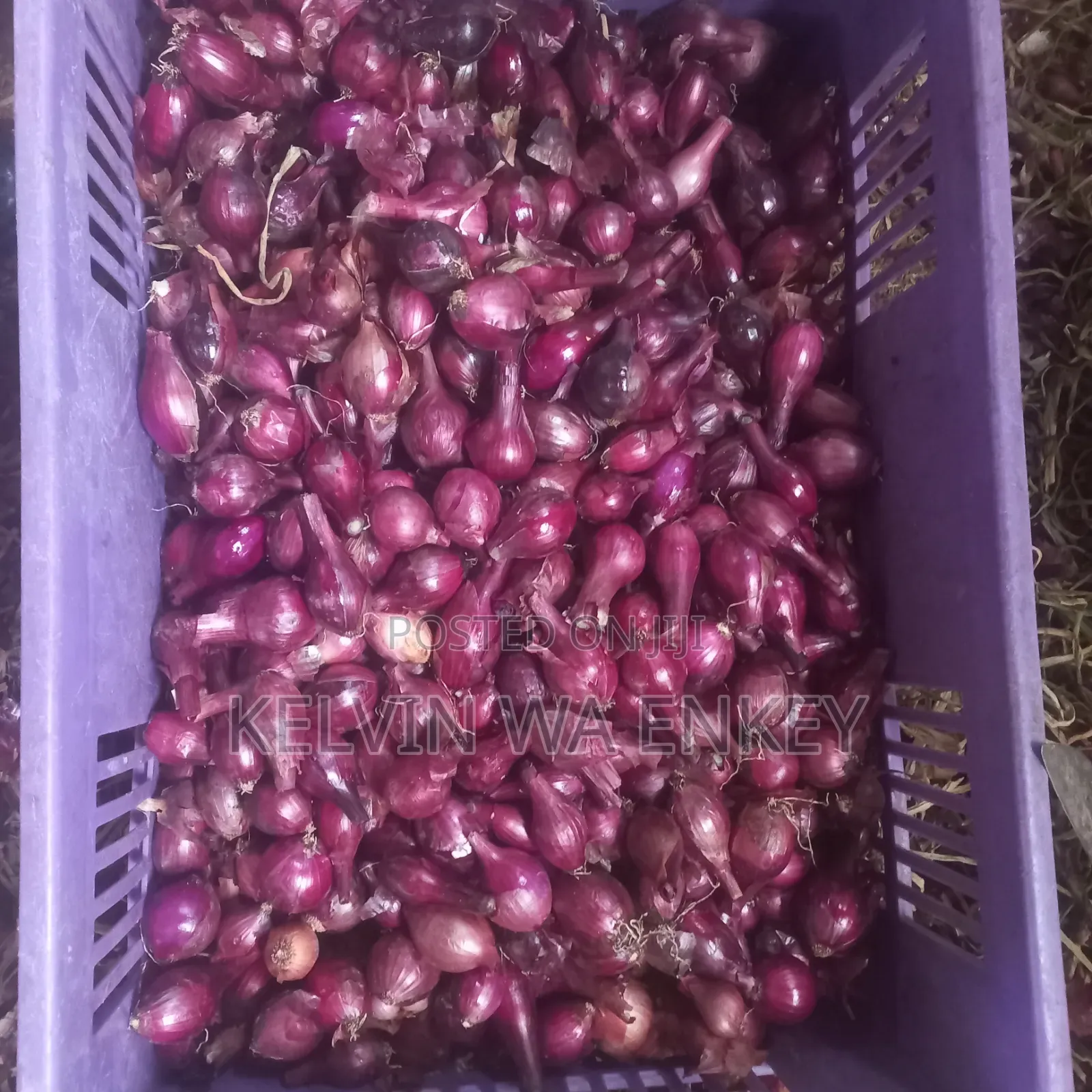 Onions for Sale