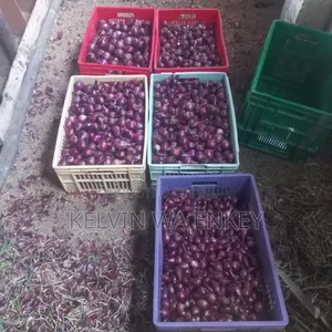 Onions for Sale