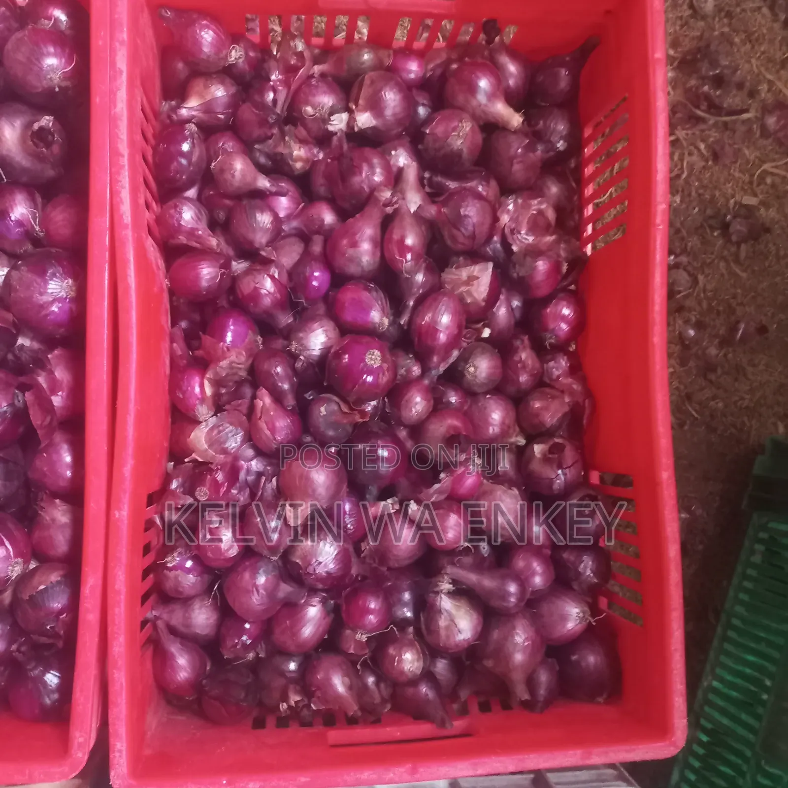 Onions for Sale