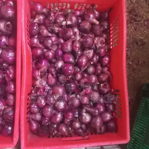 Onions for Sale