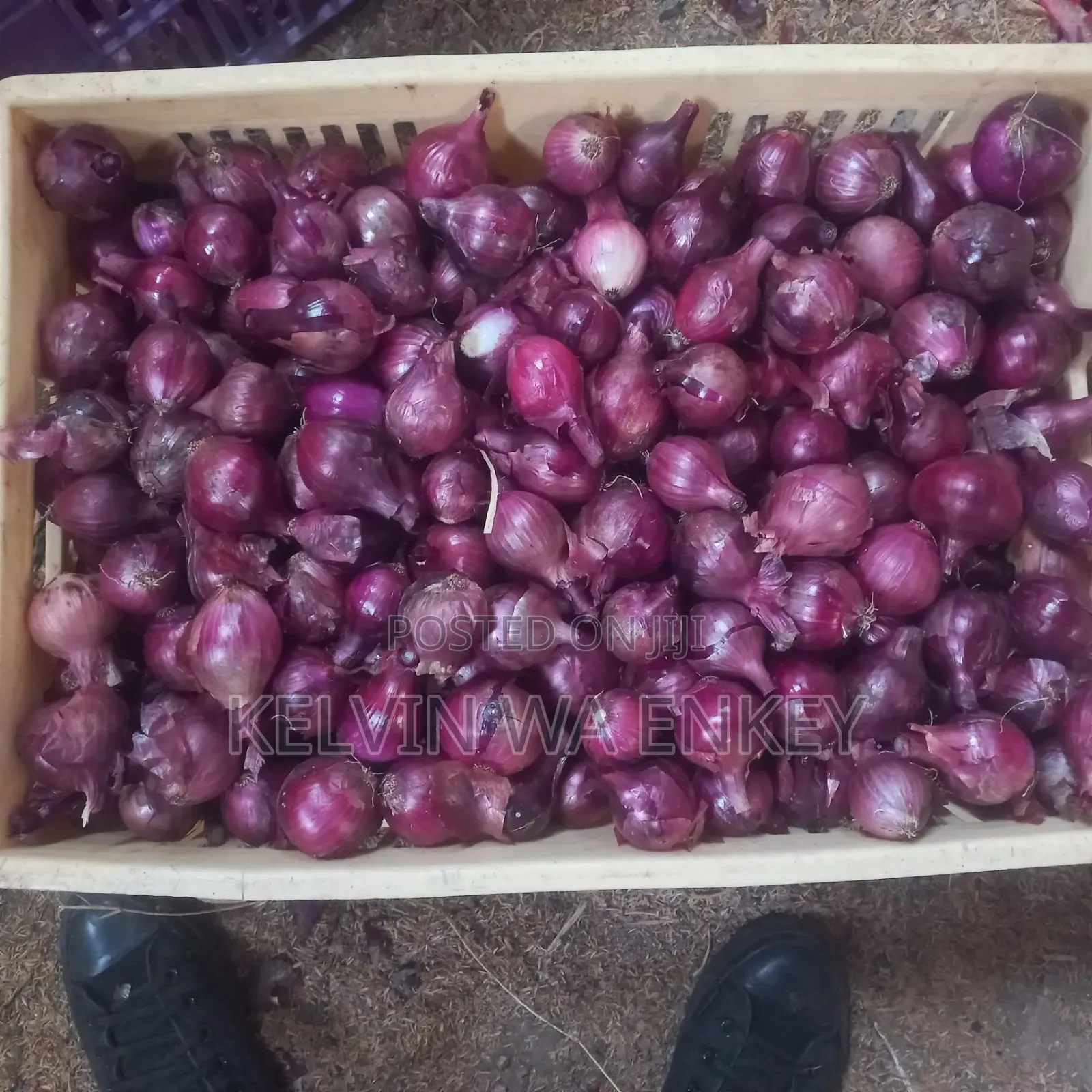 Onions for Sale