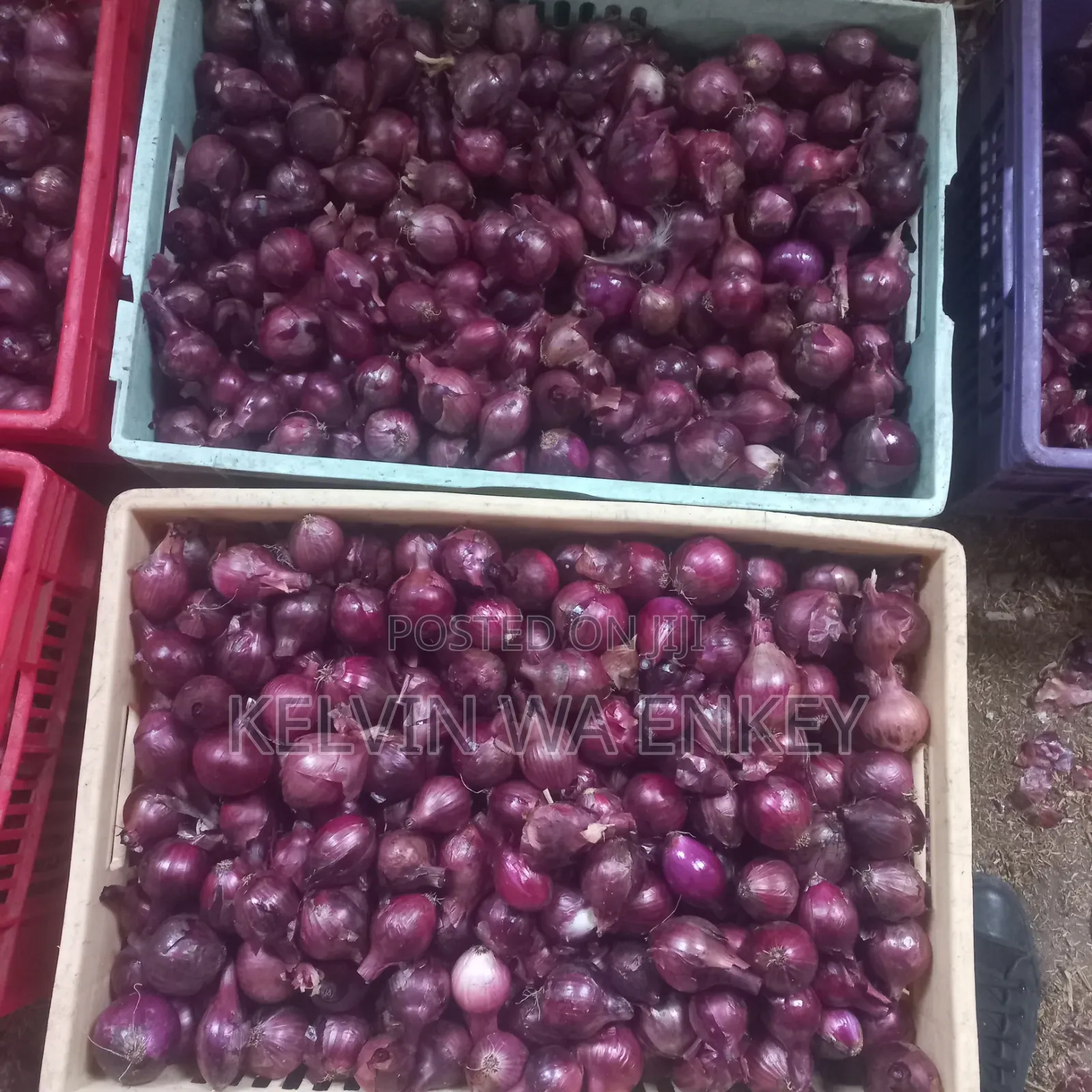 Onions for Sale