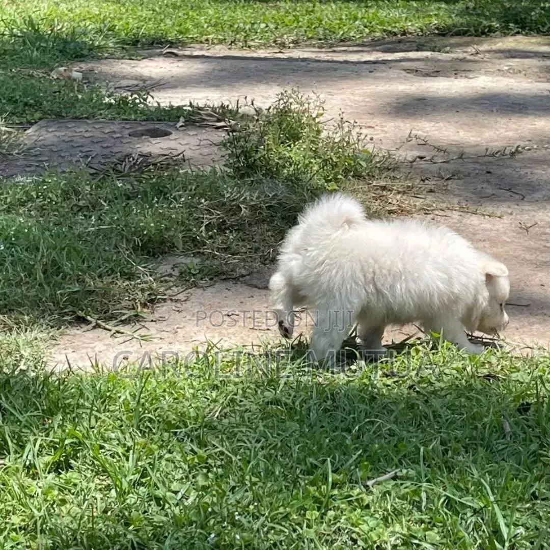 0-1 month Female Purebred Maltese
