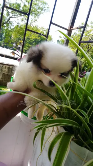 1-3 months Female Mixed Breed Japanese Spitz