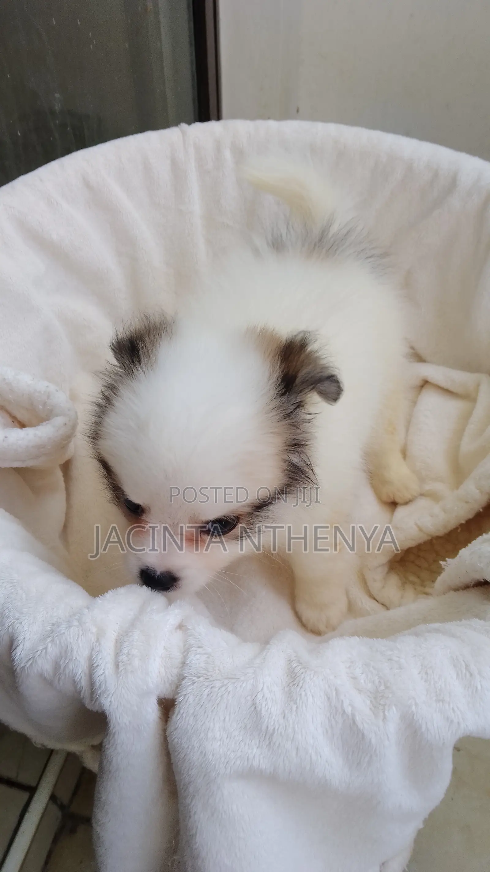 1-3 months Female Mixed Breed Japanese Spitz