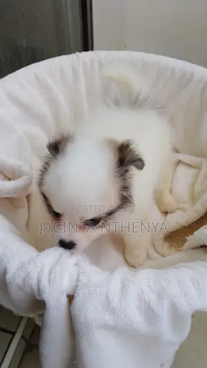 1-3 months Female Mixed Breed Japanese Spitz
