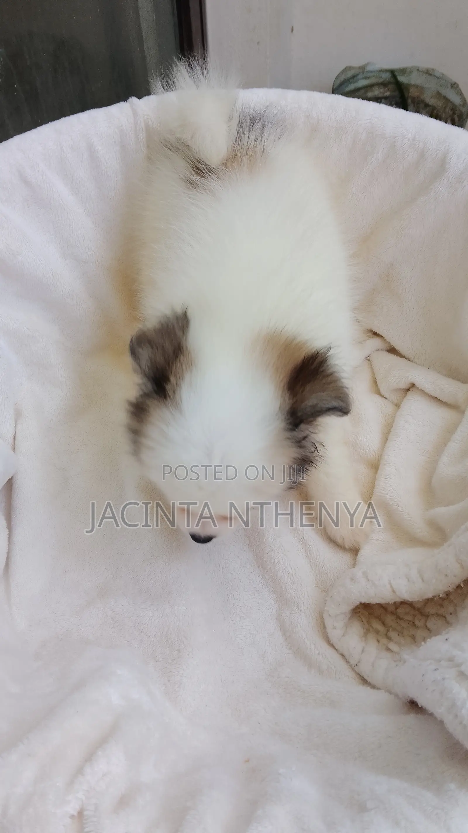 1-3 months Female Mixed Breed Japanese Spitz