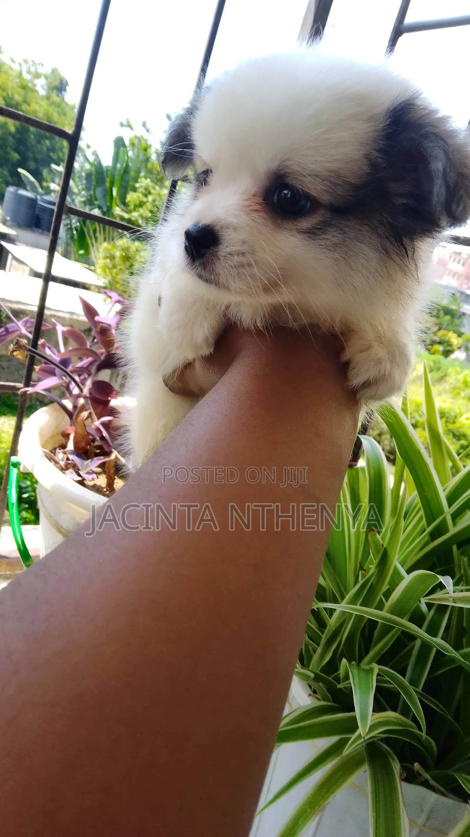 1-3 months Female Mixed Breed Japanese Spitz