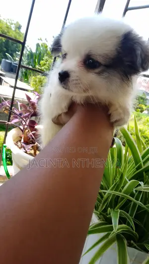 1-3 months Female Mixed Breed Japanese Spitz