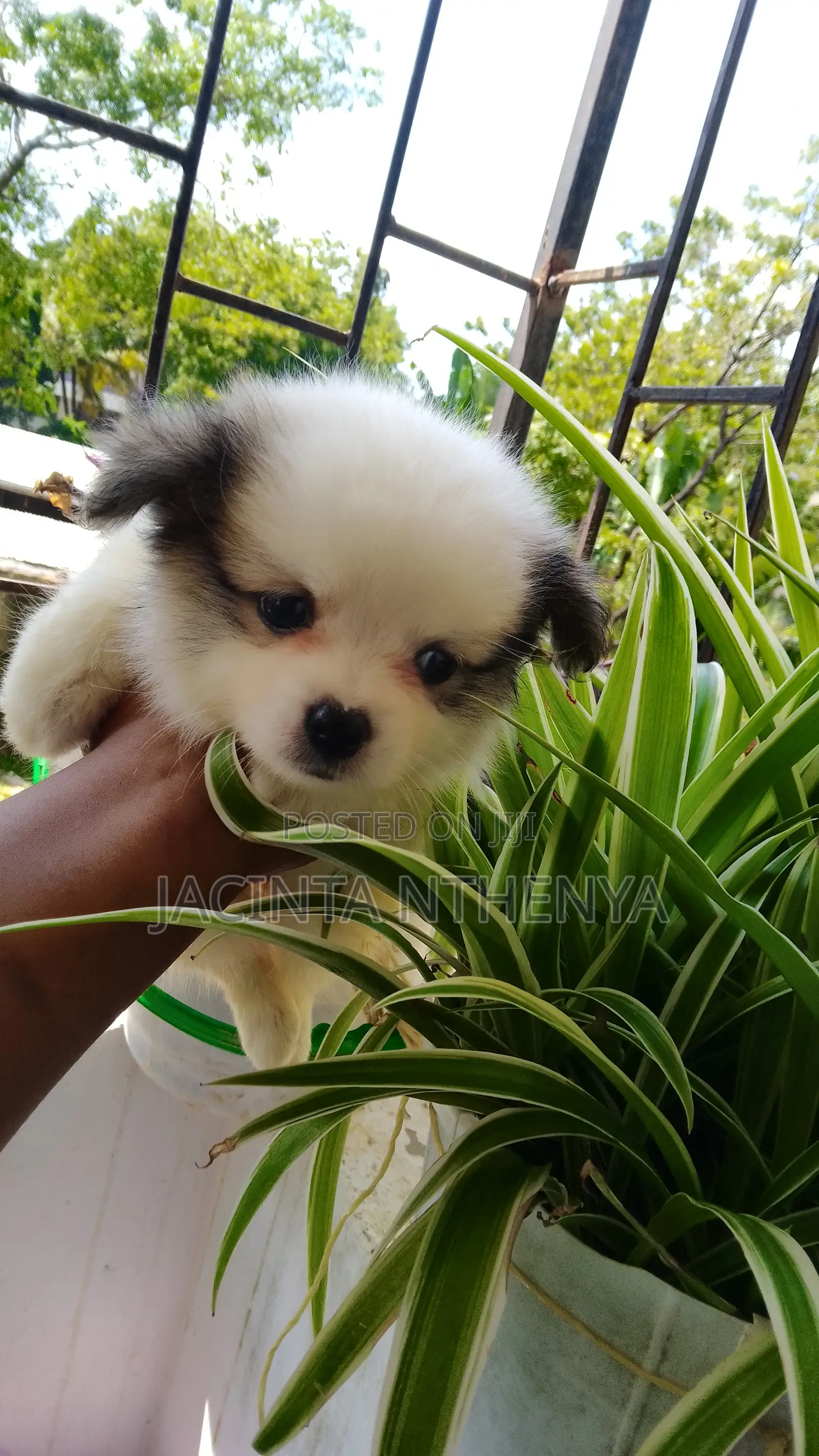 1-3 months Female Mixed Breed Japanese Spitz