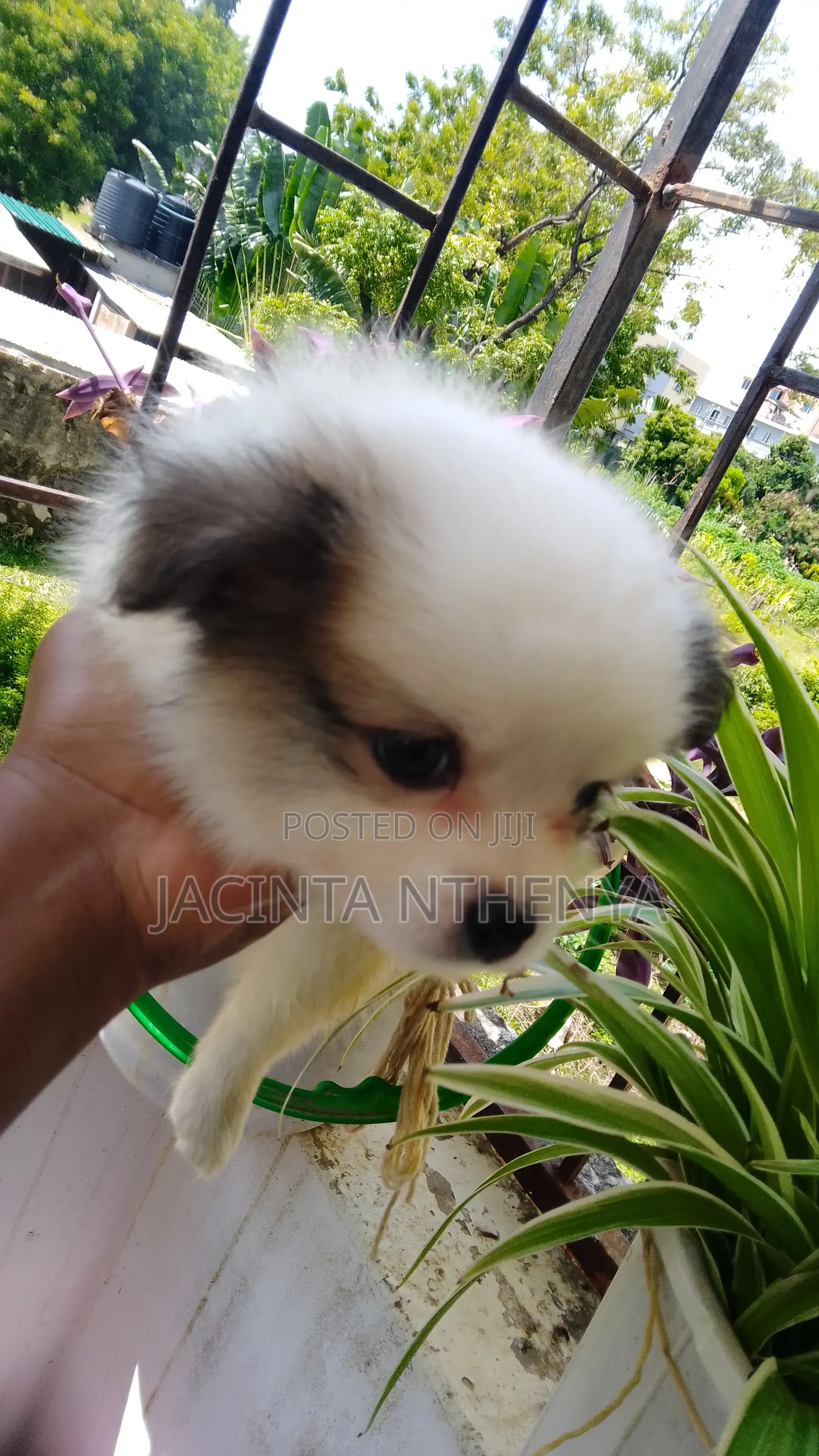 1-3 months Female Mixed Breed Japanese Spitz