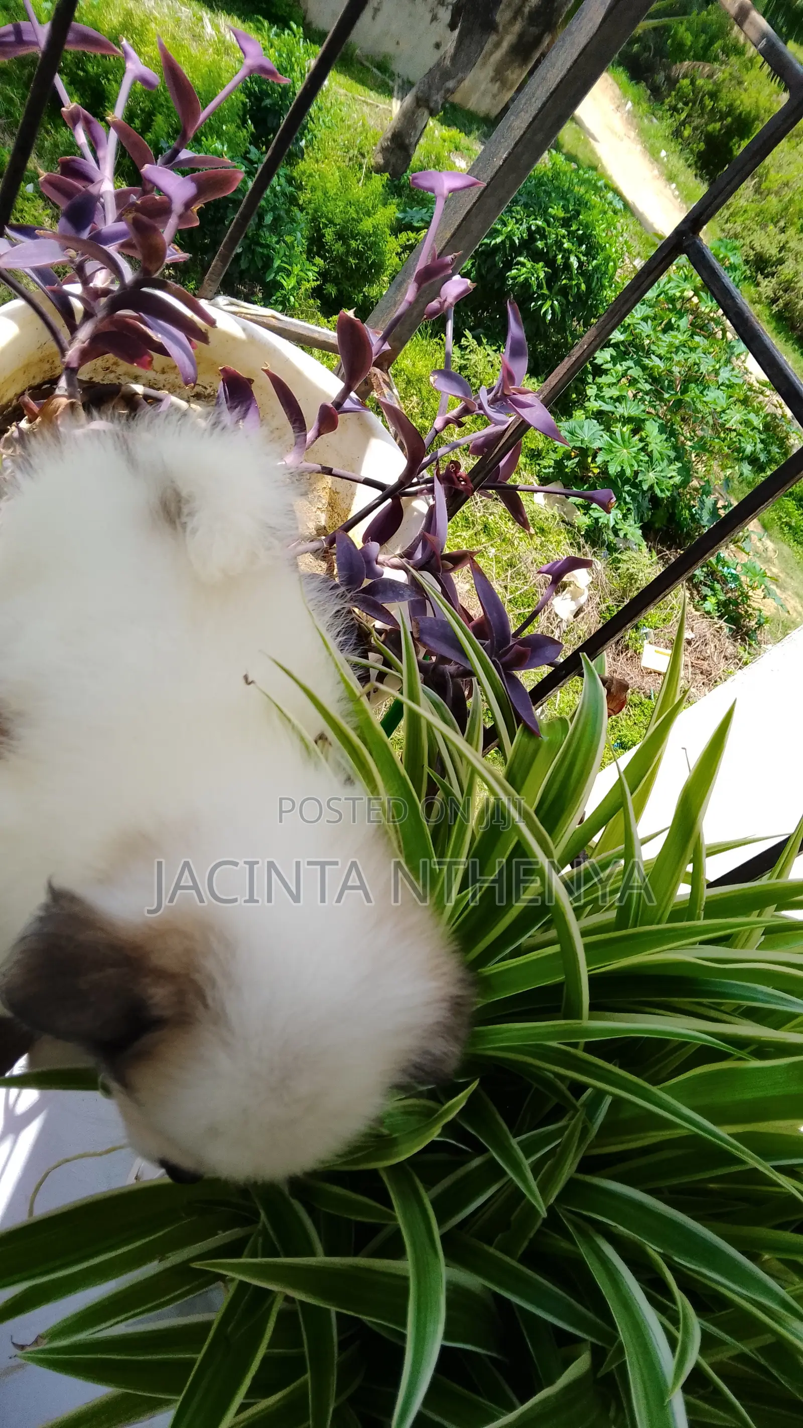 1-3 months Female Mixed Breed Japanese Spitz