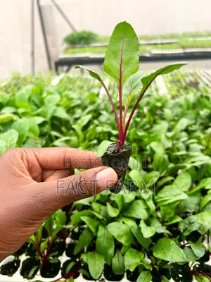 Healthy Beetroot Seedlings