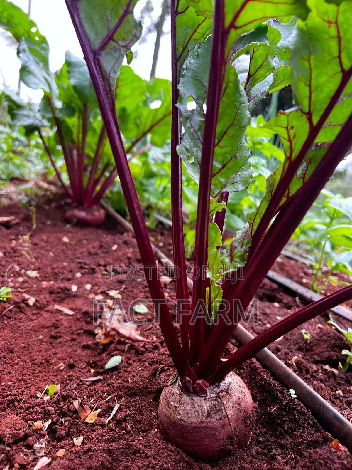 Healthy Beetroot Seedlings
